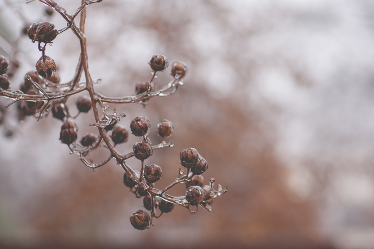 Buds on a bare tree are encased in ice after a winter storm. Not So SAHM